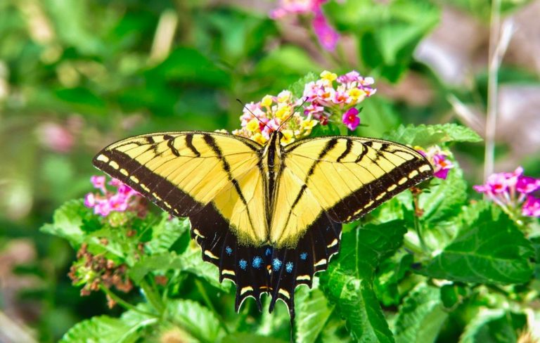 cumbres-monterrey-turismo-mariposa