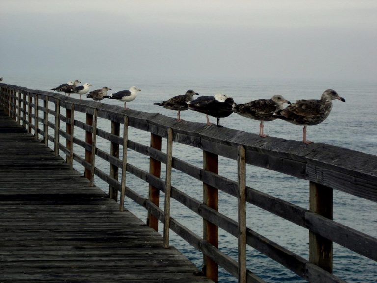 mexito-Rosarito-playas-baja-california