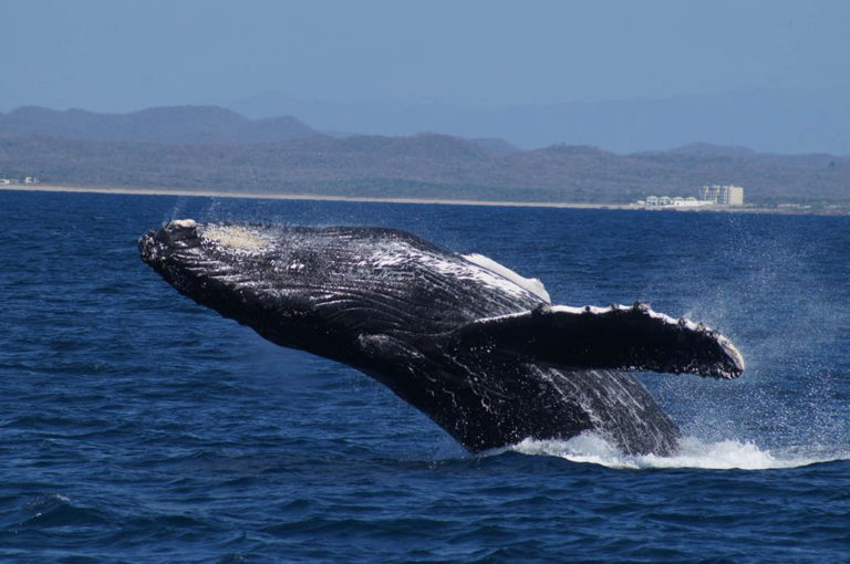 Vive la temporada de ballenas en Mazatlán este invierno