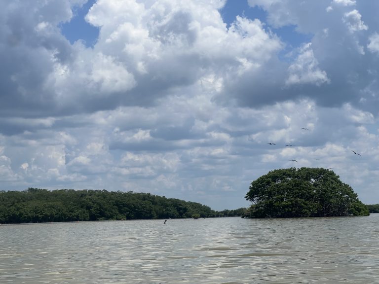 yucatán-san-ignacio-sisal-manglares
