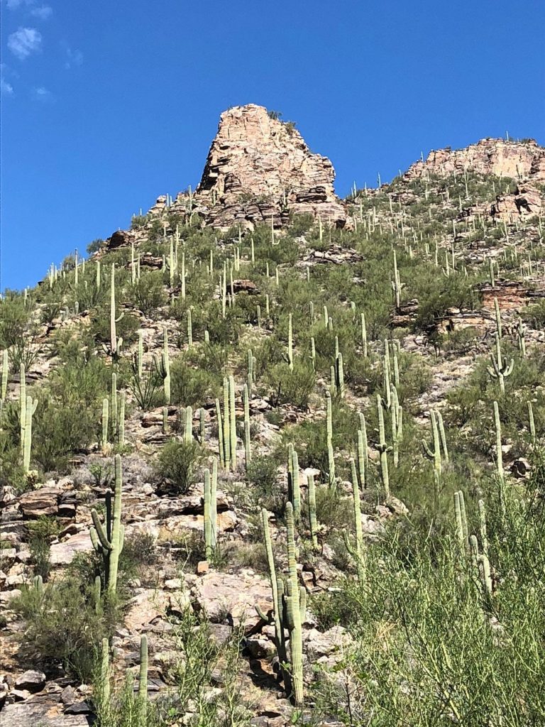 Bosque-Nacional-de-Coronado