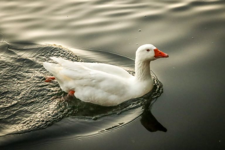 Ex-Hacienda-de-Chautla-puebla