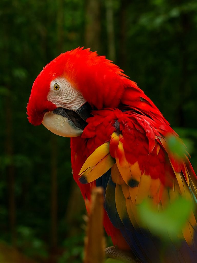 Guacamaya-roja-mexico-turismo