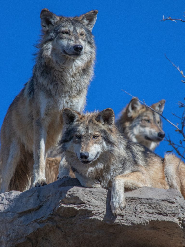 Lobo-mexicano-turismo-aventura