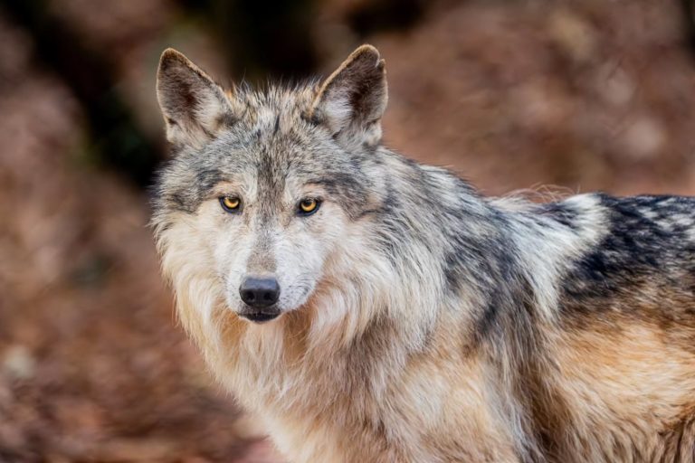 Lobo-mexicano-turismo-de-aventura