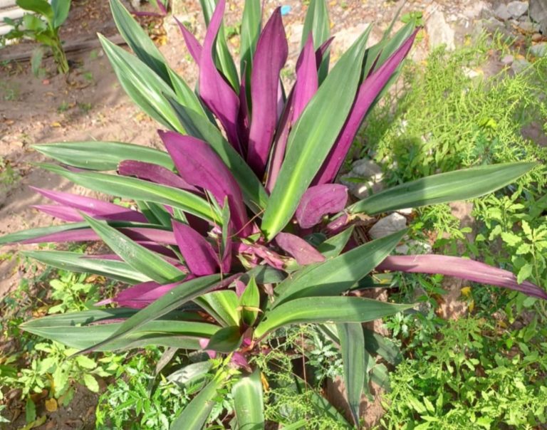 Museo-Botánico-de-tuxtla-Gutiérrez