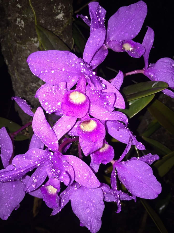 Museo-Botánico-de-tuxtla-mex