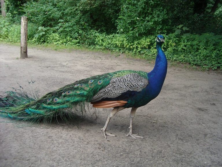 Pfaueninsel-isla-pavoreales-en-berlin