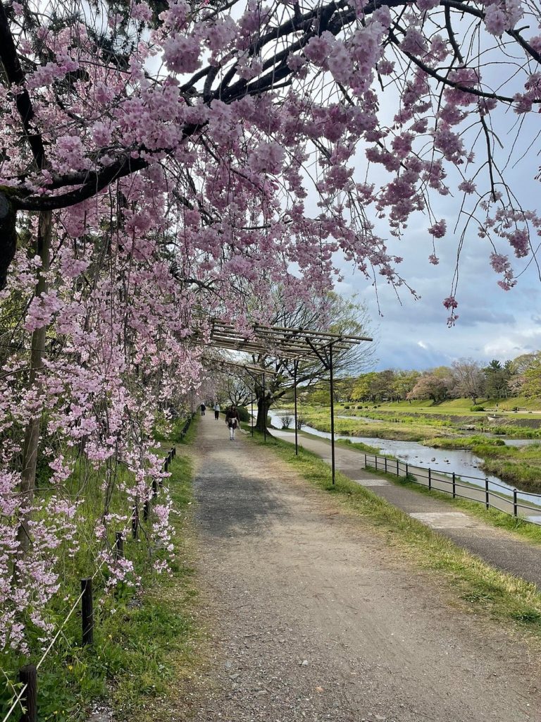 Río-Kamogawa-turismo-japones