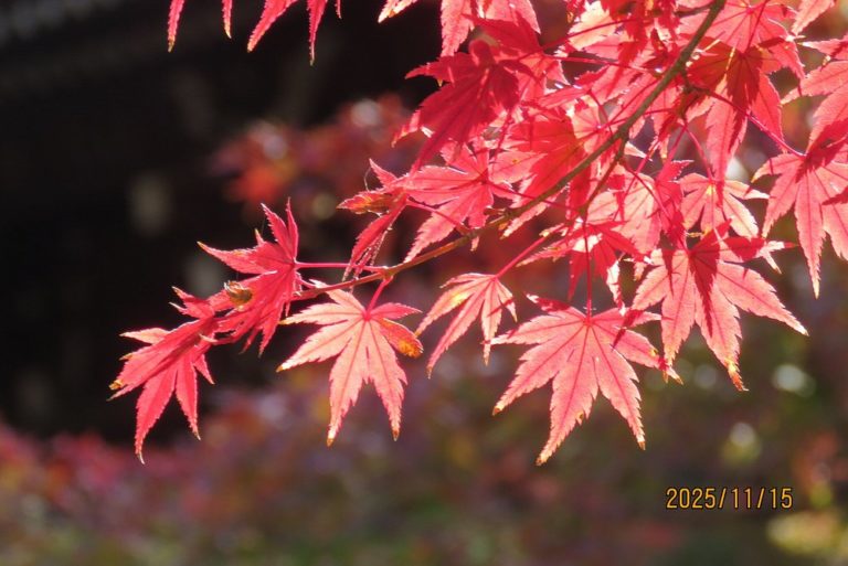 Templo-Shinnyodo-turismo-kioto
