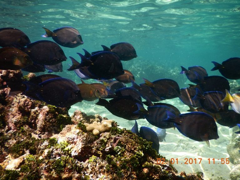 West-Bay-Beach-honduras-turismo