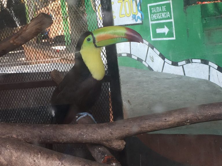 Zoológico-Zoochilpan-mex-turismo