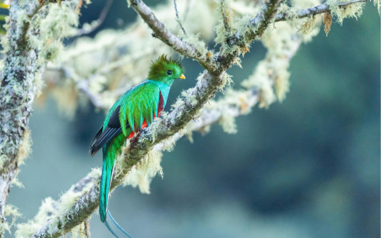 Animales emblemáticos de México, ¿Cuáles son y dónde verlos?