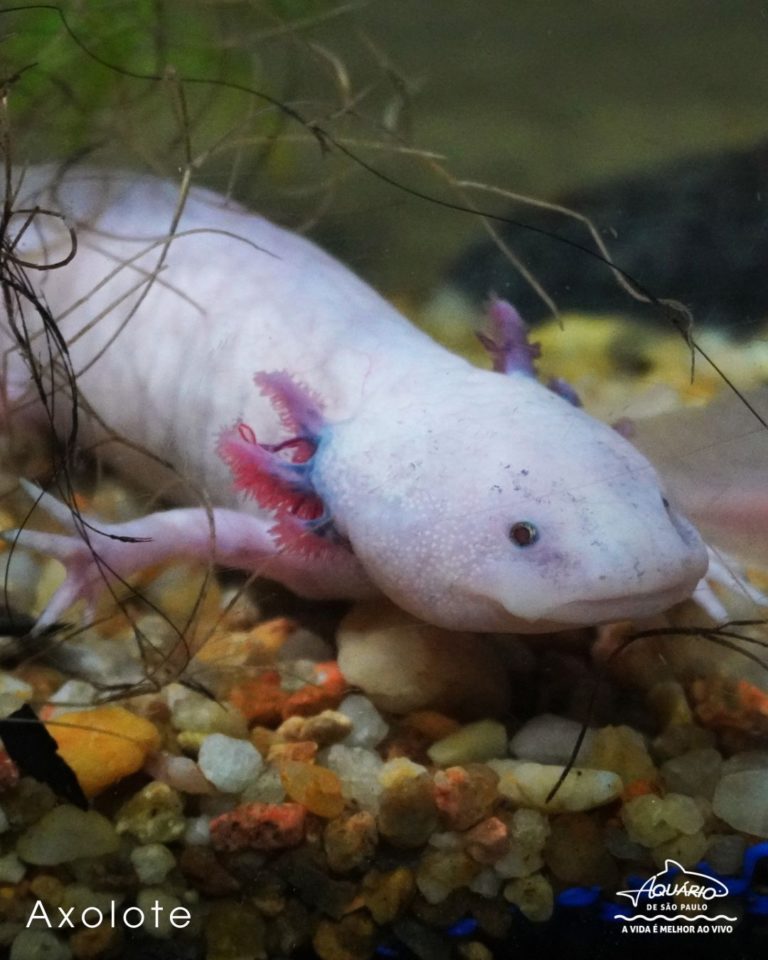 axolote-mexico-turismo-de-aventura