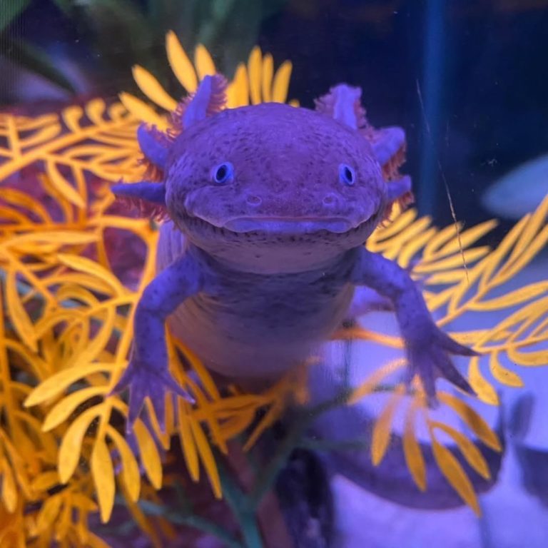 axolotes-mexico-turismo-de-aventura