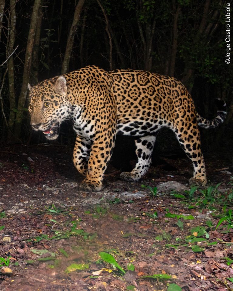 jaguar-mexico-turismo-de-aventura