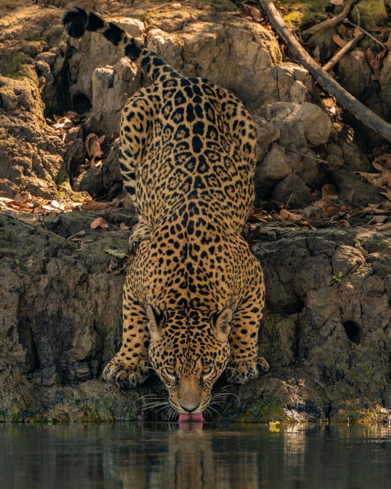 jaguar-mexico-turismo-de-aventuras