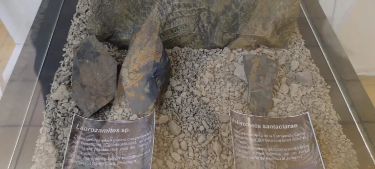 museo-de-paleontologia-mex