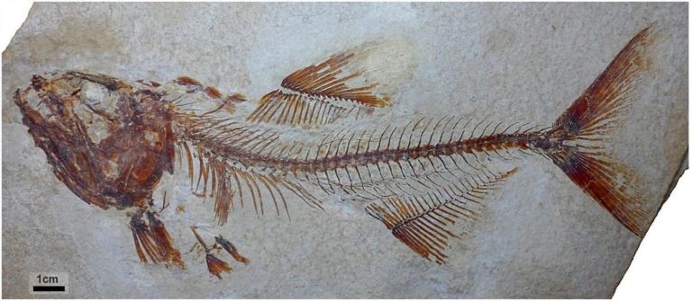 museo-de-paleontologia-mexico