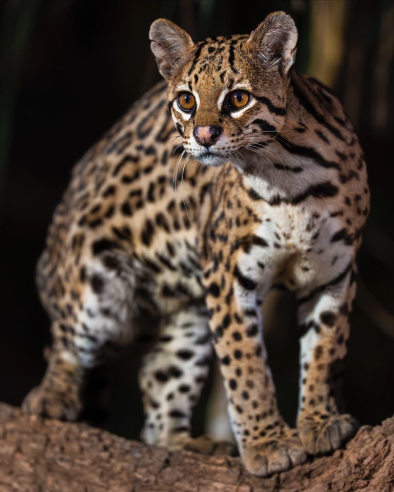 ocelote-mexico-turismo-aventura