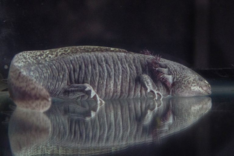 Axolotitlán_Ajolote Gordita (3)