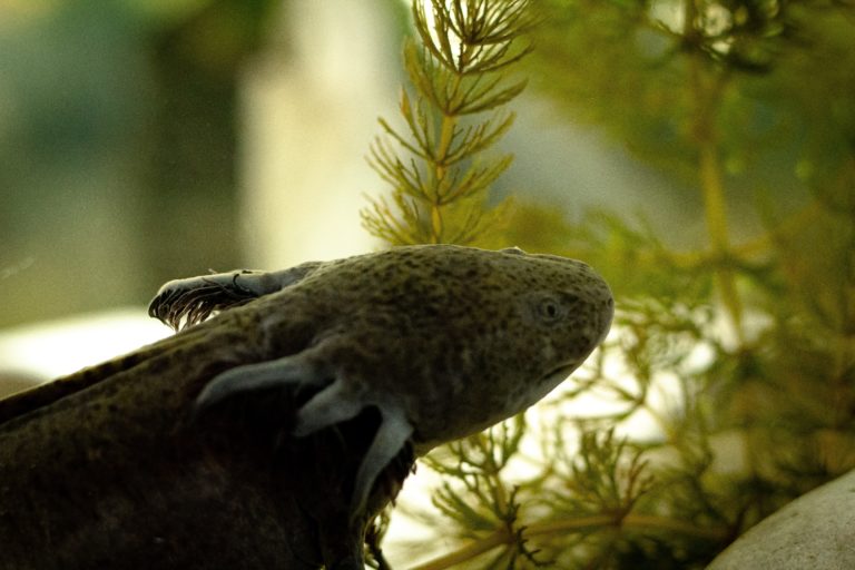 El Día del Axolote se celebra con cultura y conciencia