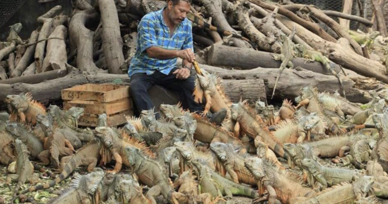 iguanario-centro-historico-de-manzanillo-actividades