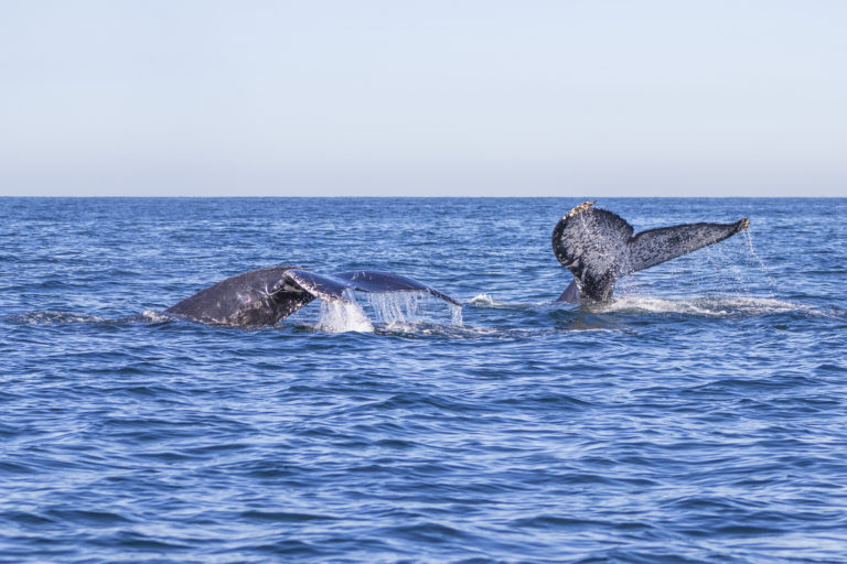 Vive el avistamiento de ballenas jorobadas en Puerto Vallarta