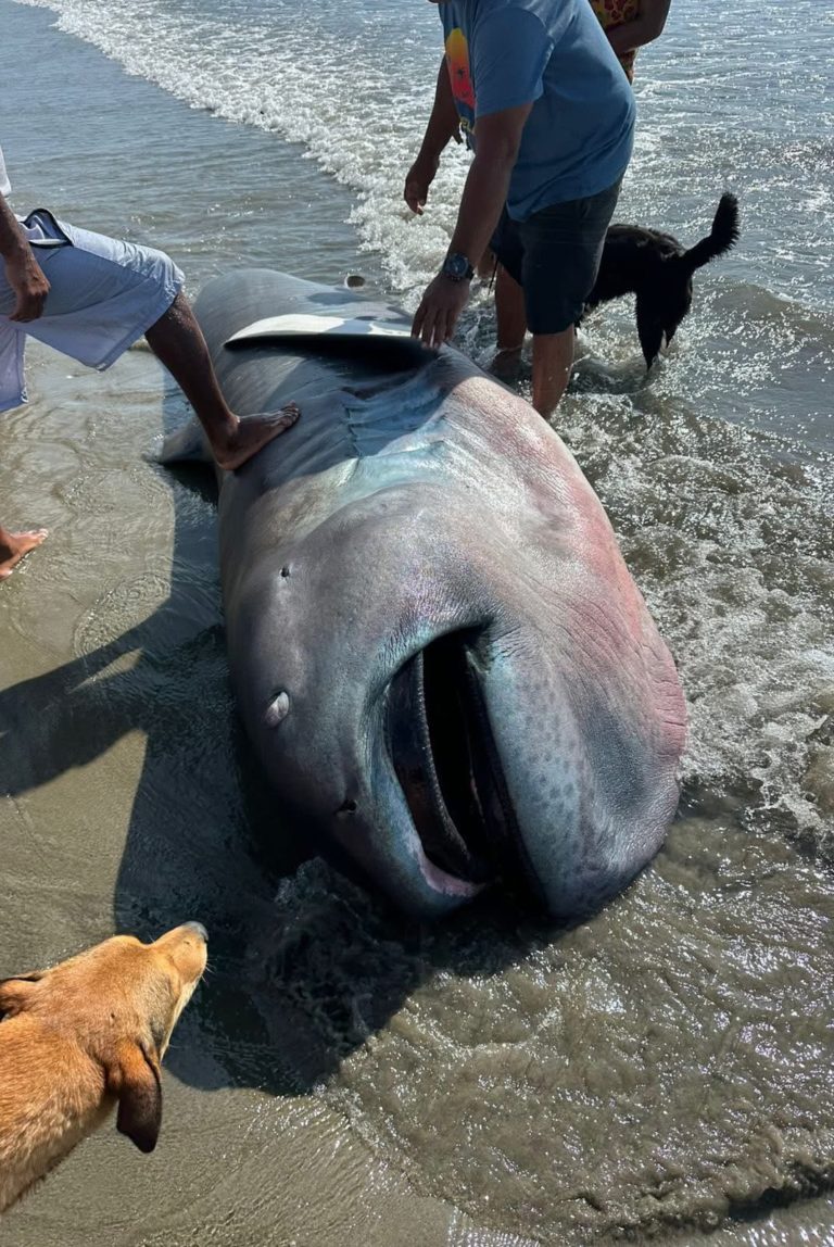 El tiburón más raro del mundo apareció en una playa de Perú