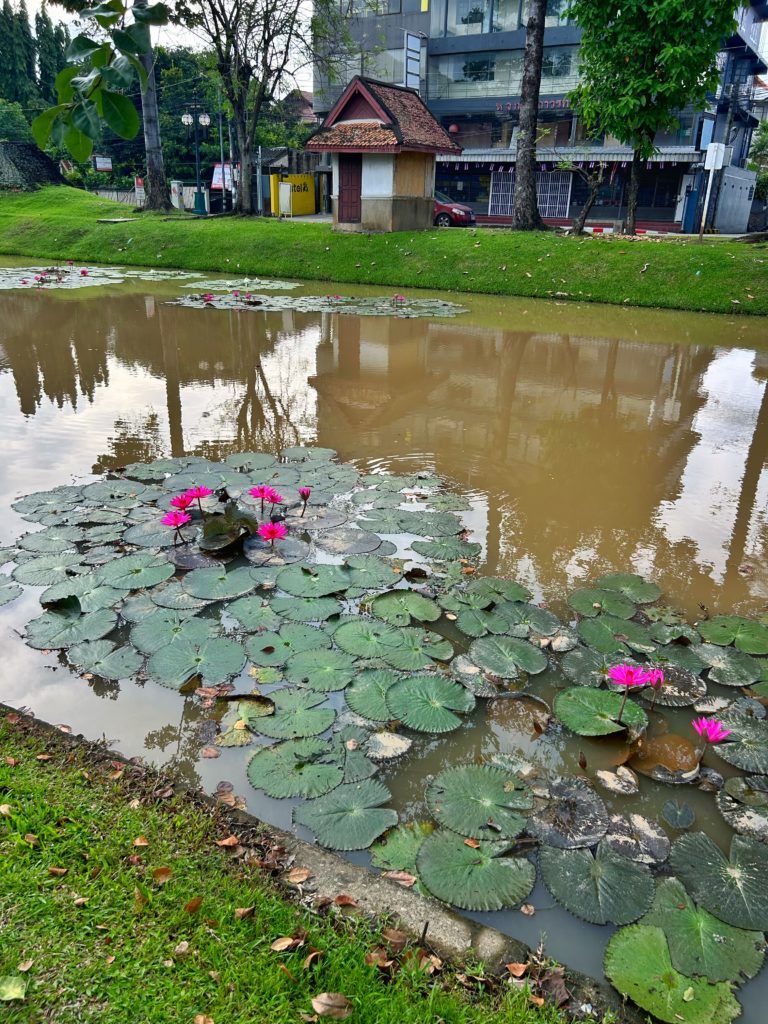 flor del loto en un canal dentro de la muralla
